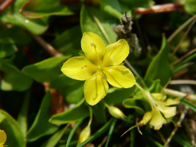 Lysimachia nemorum Yellow Pimpernel Myrsinaceae Images