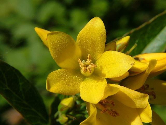 Lysimachia vulgaris Yellow Loosestrife Myrsinaceae Images