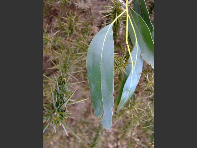 Eucalyptus perriniana Spinning Gum Myrtaceae Images