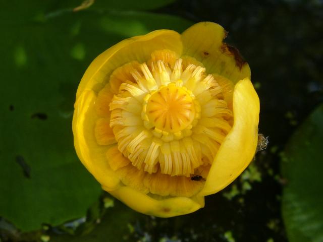 Nuphar lutea Yellow Water Lily Water Lily Images