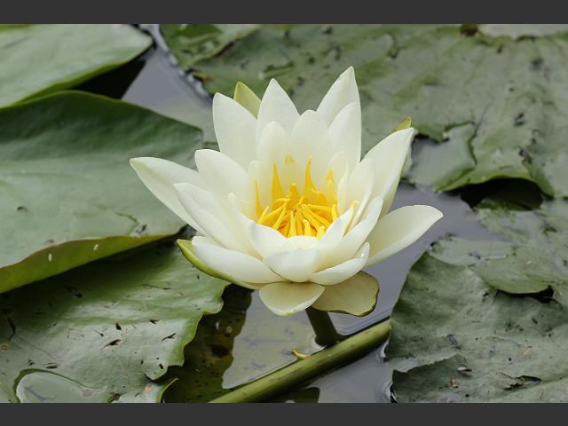Nymphaea alba White Water Lily Water Lily Images