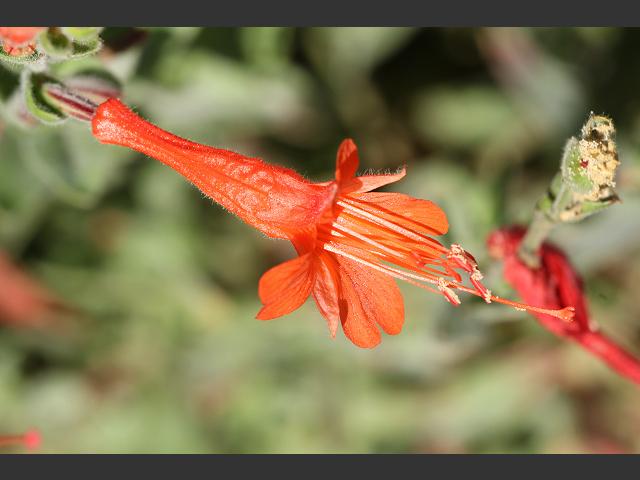 Epilobium canum syn Zauschneria californica California Fuchsia Hummingbird Flower Hummingbird Trumpet or Firechalice Onagraceae Images
