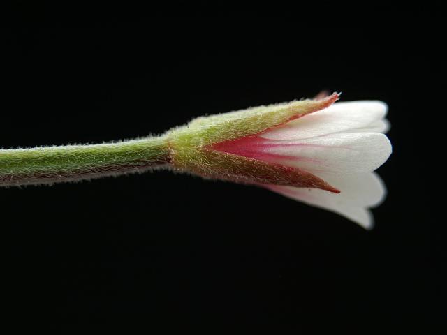 Epilobium roseum Pale Willowherb Onagraceae Images