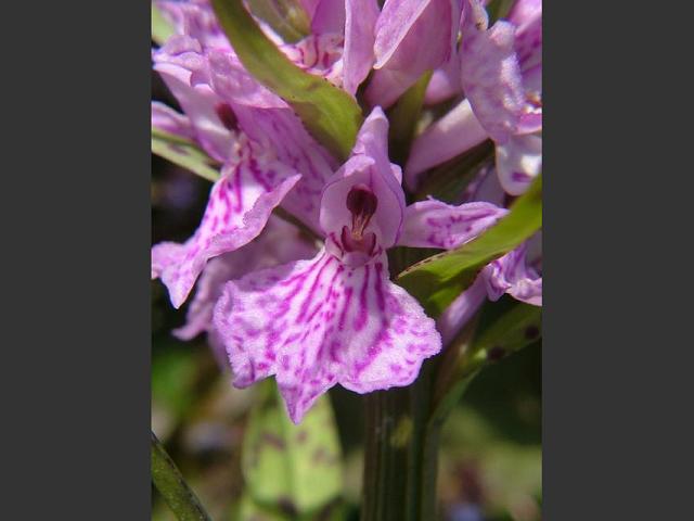 Dactylorhiza praetermissa var junialis Southern Marsh or Leopard Orchid Orchidaceae Images