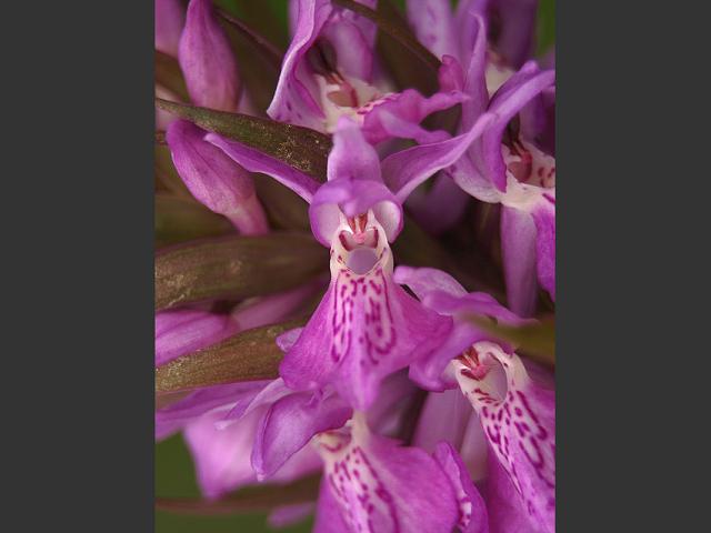 Dactylorhiza praetermissa Southern Marsh Orchid Orchidaceae Images