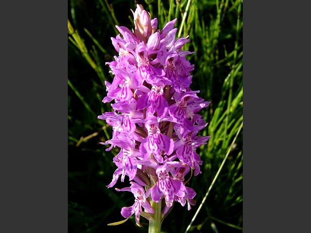 Dactylorhiza x grandis A Hybrid Marsh Orchid Orchidaceae Images