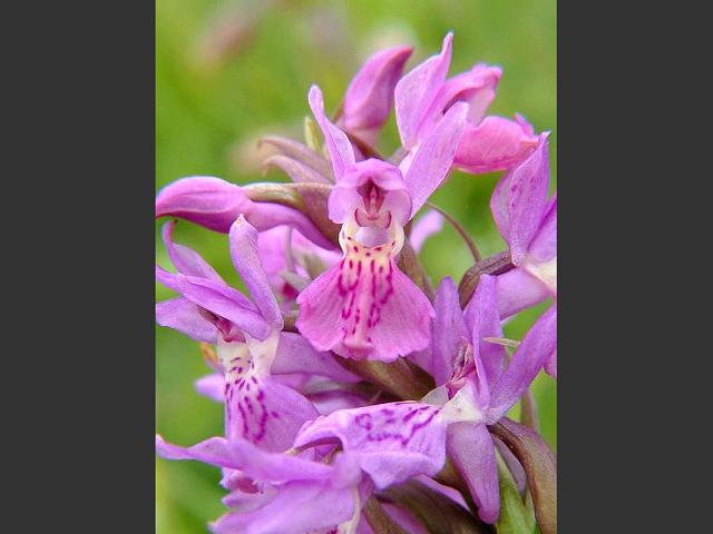 Dactylorhiza x wintoni A Hybrid Marsh Orchid Orchidaceae Images