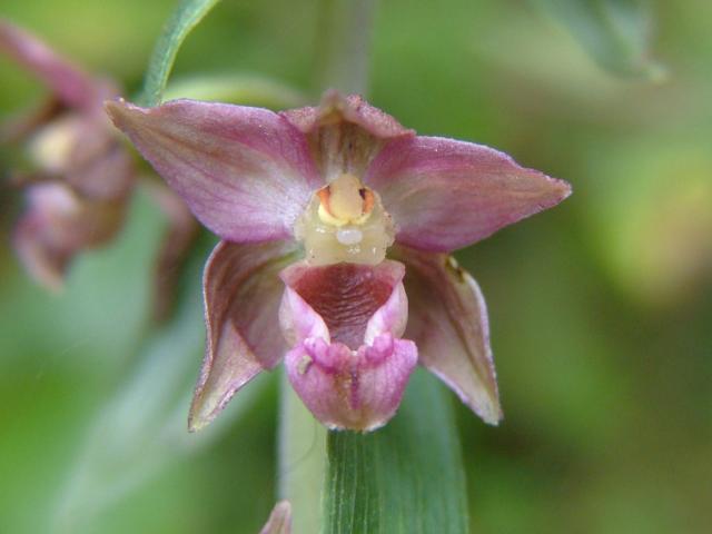 Epipactis helleborine Broad leaved Helleborine Orchidaceae Images