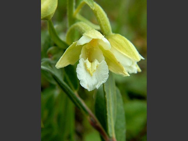 Epipactis palustris var ochroleuca Marsh Helleborine Orchidaceae Images