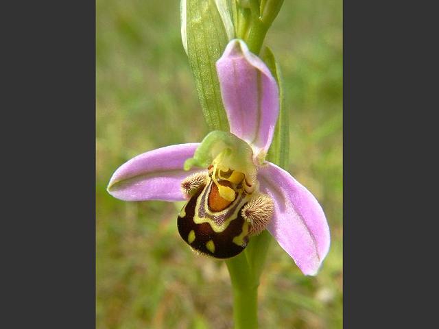 Ophrys apifera Bee Orchid Orchidaceae Images