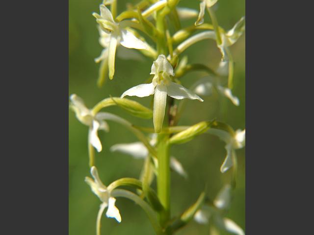 Platanthera bifolia Lesser Butterfly Orchid Orchidaceae Images