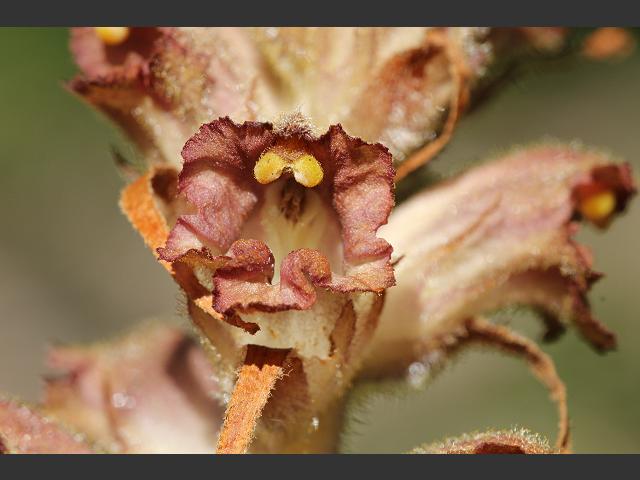 Orobanche rapum-genistae Greater Broomrape Orobanchaceae Images