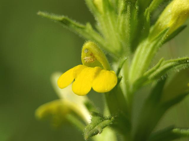 Parentucellia viscosa Yellow Bartsia Orobanchaceae Images