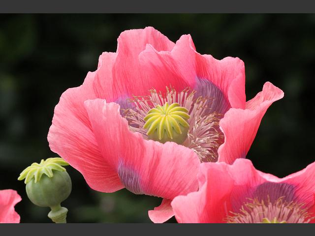 Papaver somniferum Opium Poppy Papaveraceae Images