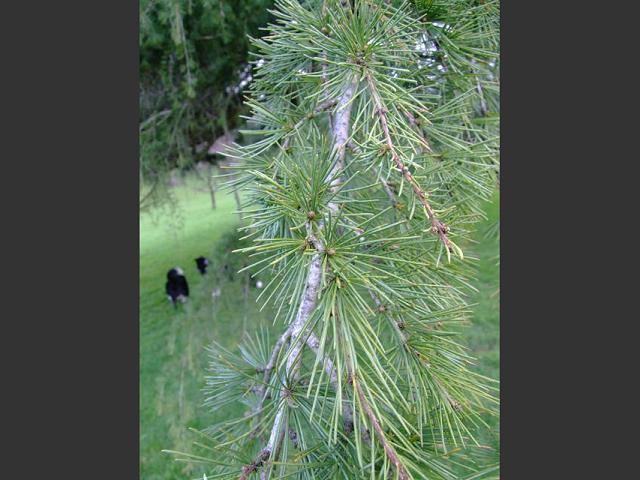 Cedrus libani Cedar of Lebanon Pinaceae Images
