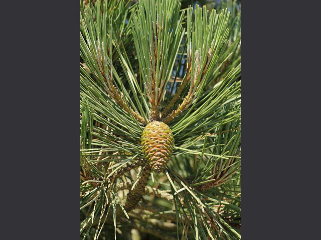 Pinus nigra Austrian Pine Pinaceae Images