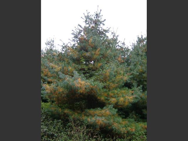 Pinus strobus Weymouth Pine Pinaceae Images