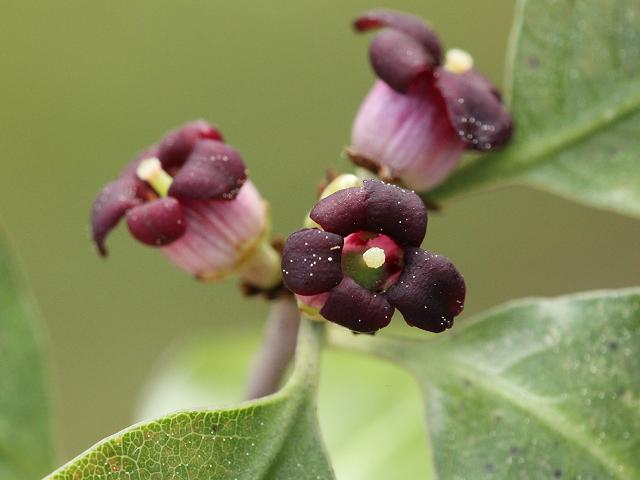 Pittosporum tenuifolium Pittosporum or Kohuhu Pittosporaceae Images