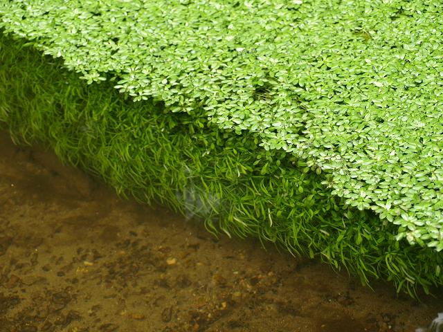 Callitriche hamulata - Intermediate Water Starwort (Plantaginaceae Images)