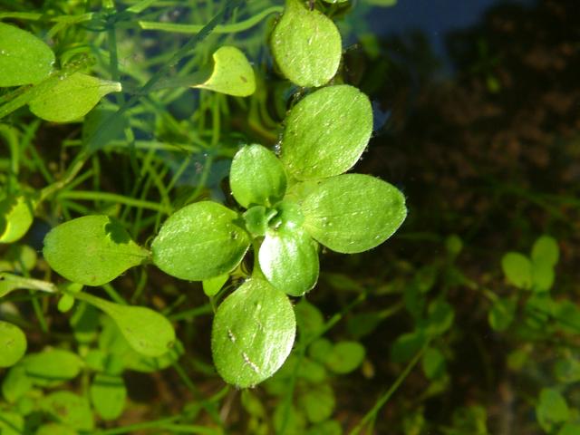 Callitriche stagnalis Common Water Starwort Plantaginaceae Images