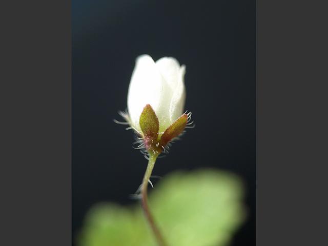 Veronica cymbalaria Pale Speedwell Plantaginaceae Images