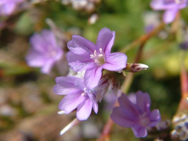 Limonium binervosum Rock Sea-lavender Plumbaginaceae Images
