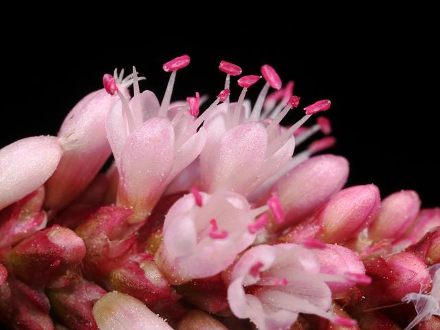 Persicaria amphibia Amphibious Bistort Polygonaceae Images