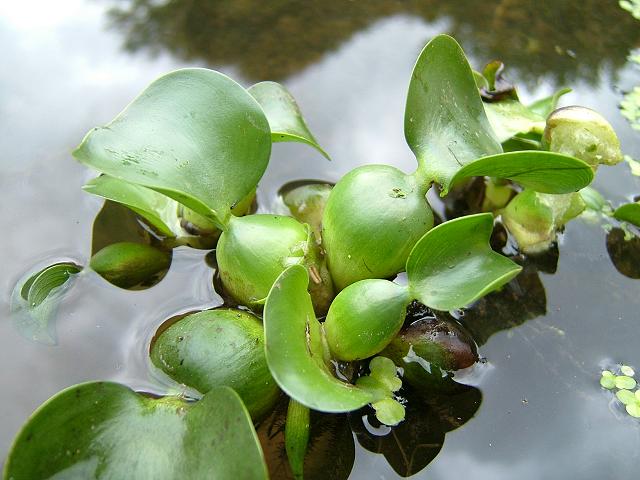 Eichhornia crassipes Water Hyacinth Eichhornia Images
