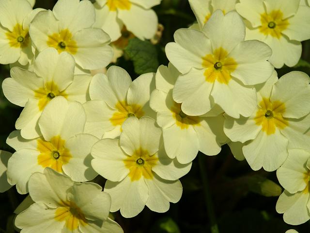 Primula vulgaris - Primrose (Primulaceae Images)