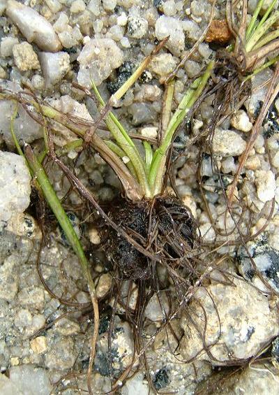 Isoetes echinospora Spiny Quillwort