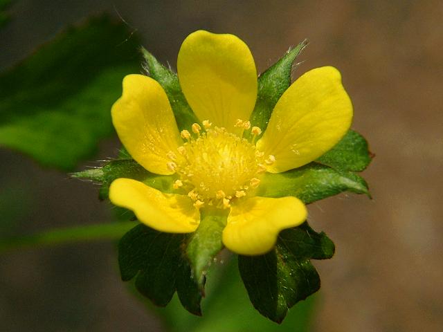 Duchesnea indica Yellow flowered Strawberry Rosaceae Images