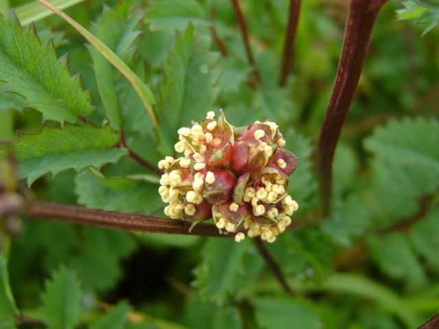 Poterium sanguisorba subspecies balearicum Fodder Burnet Rosaceae Images