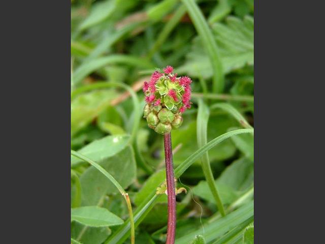 Sanguisorba minor subspecies minor Salad Burnet or Lesser Burnet Rosaceae Images