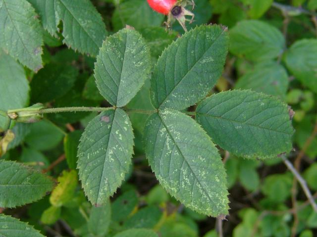Rosa rubiginosa - Sweet Briar (Rosaceae Images)