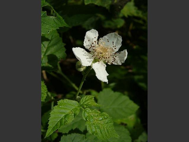 Rubus fruticosus aggregata Bramble or Blackberry Rosaceae Images