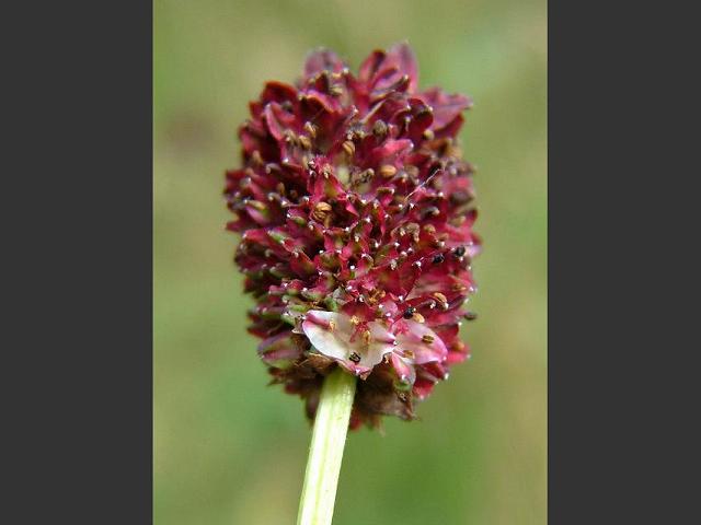 Sanguisorba officinalis Great or Greater Burnet Rosaceae Images