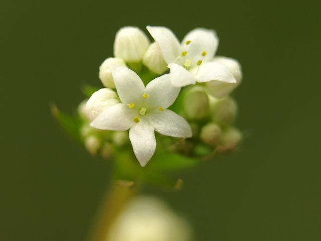 Galium uliginosum Fen Bedstraw Rubiaceae Images