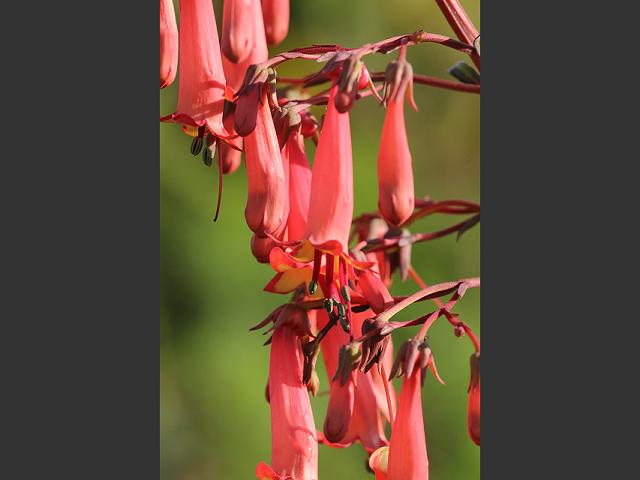 Phygelius capensis Cape Fuchsia Scrophulariaceae Images