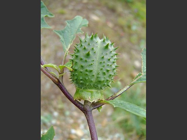 Datura stramonium Thorn Apple Solanaceae Images