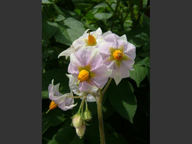 Solanum tuberosum Potato Solanaceae Images