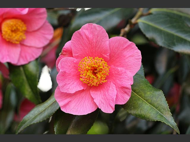 Pink Red White Streaked Camellia at Morrab Sub tropical Gardens Tree and Shrub Images