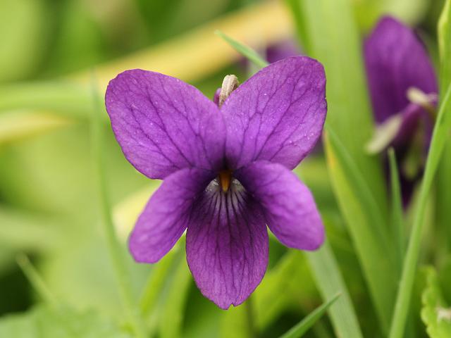 Viola odorata Sweet Violet Violaceae Images