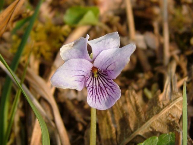 Viola palustris Marsh Violet Violaceae Images