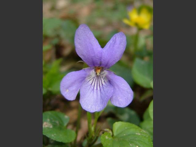 Viola reichenbachiana - Early Dog Violet Violaceae Images