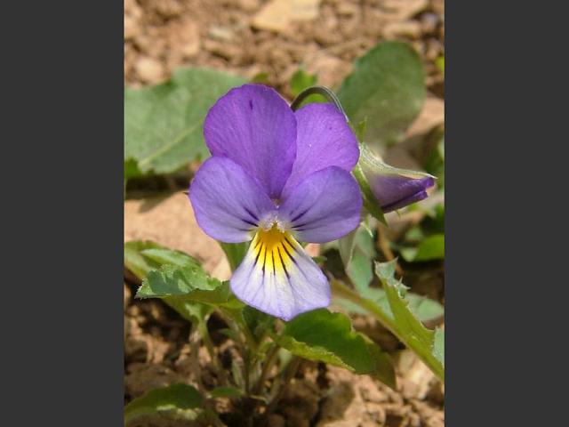 Viola tricolor Wild Pansy Violaceae Images