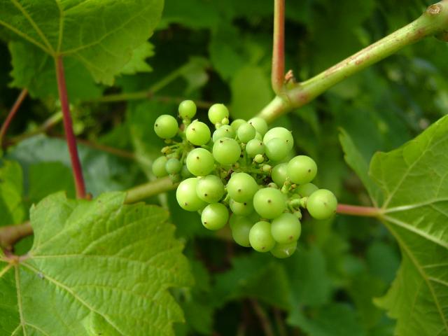 Vitis vinifera Grape Vine Vitaceae Images